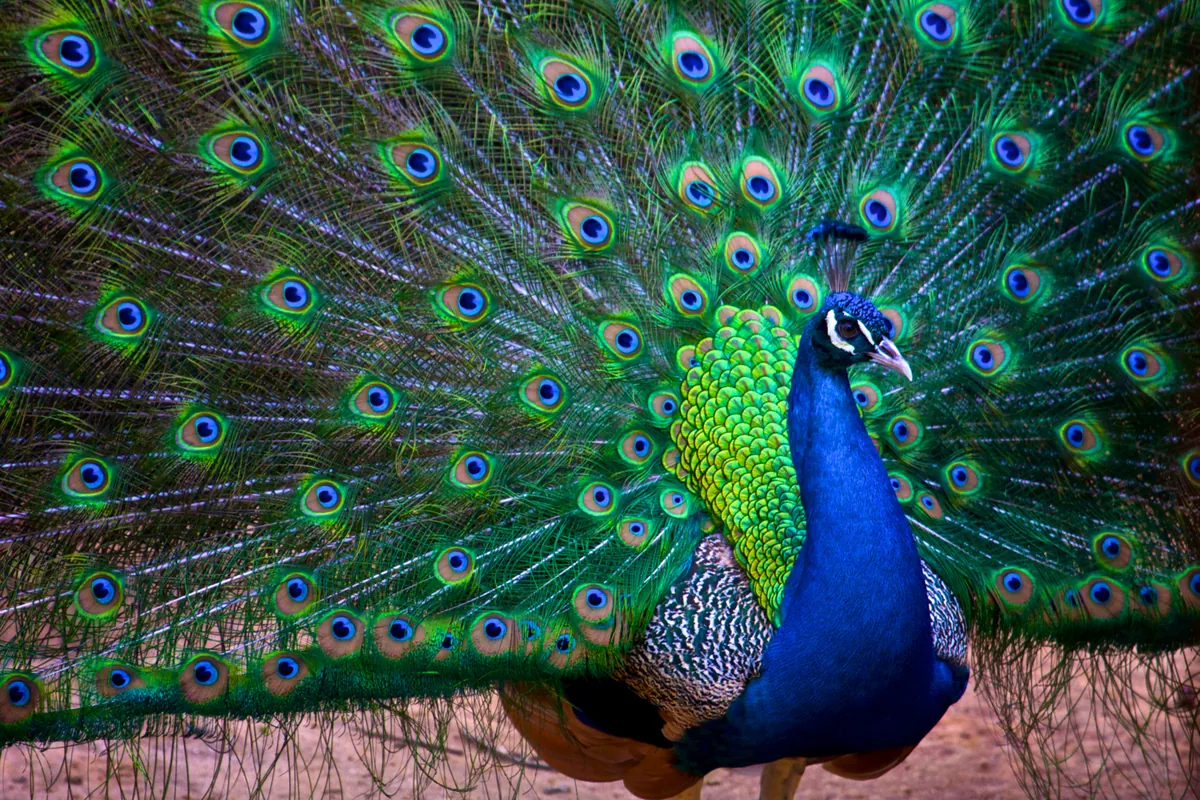Castellar Zoo