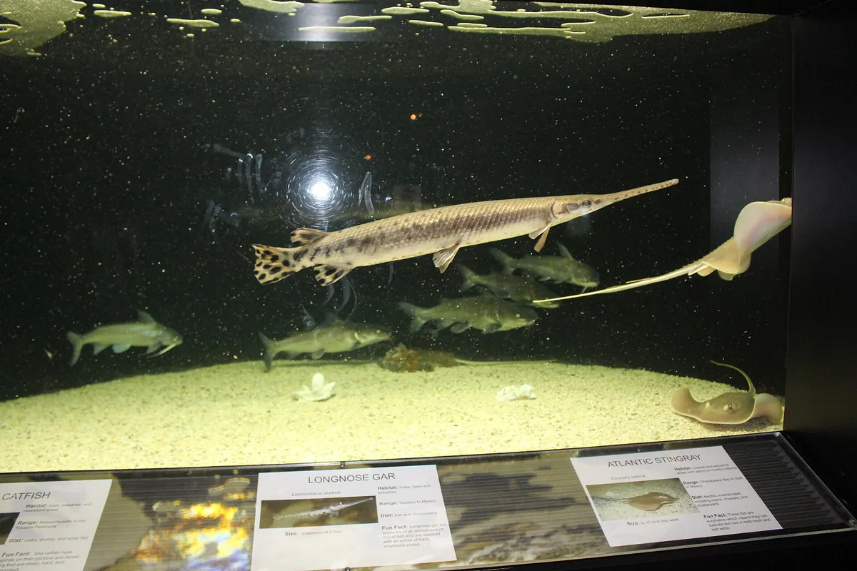 UGA Marine Education Center and Aquarium