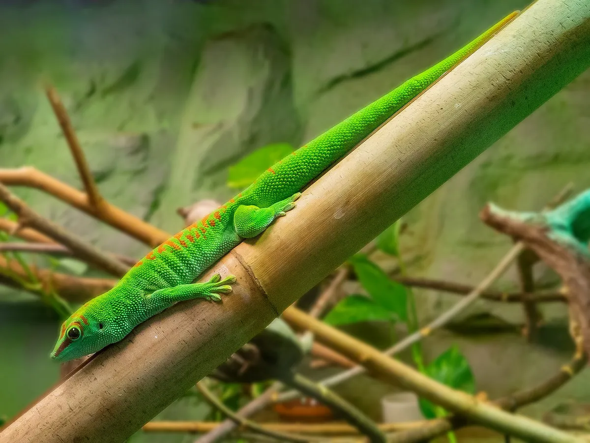 Kaiserslautern Zoo