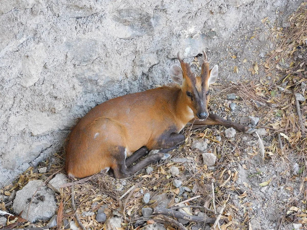 Sakkarbaug Zoological Garden