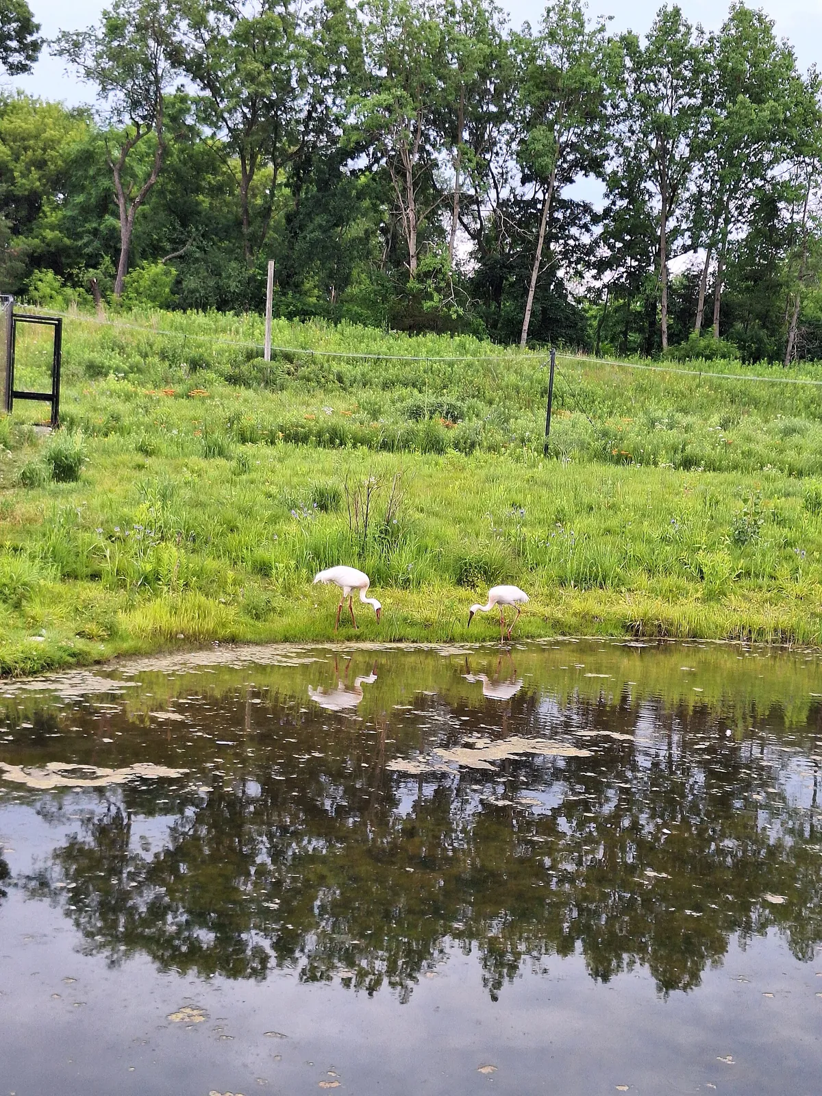 International Crane Foundation