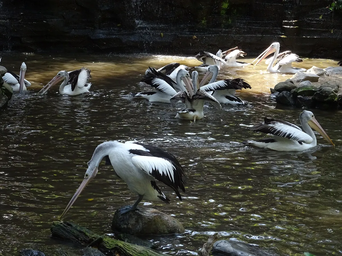 Bali Bird Park