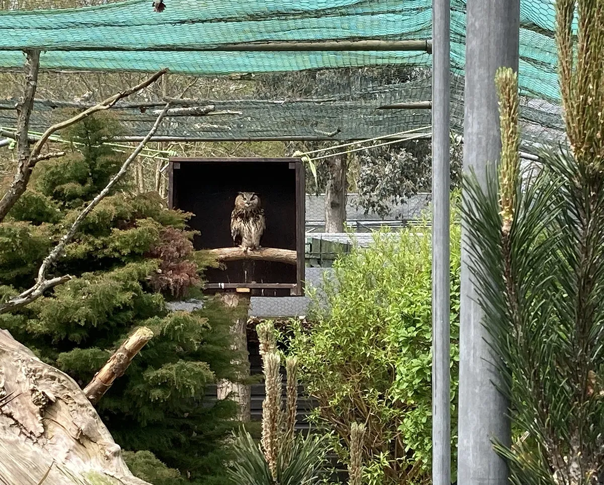 Golders Hill Park Zoo