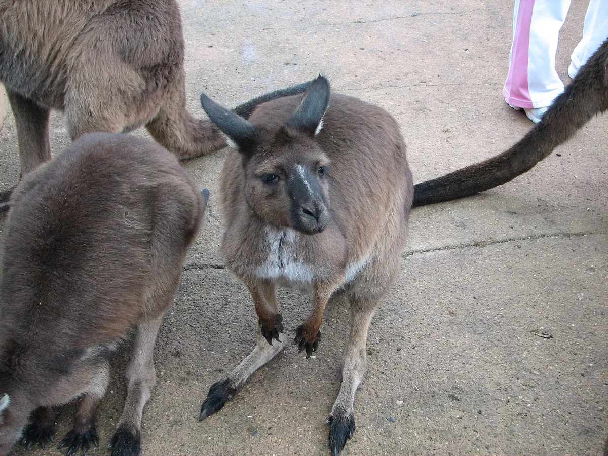 Ballarat Wildlife Park