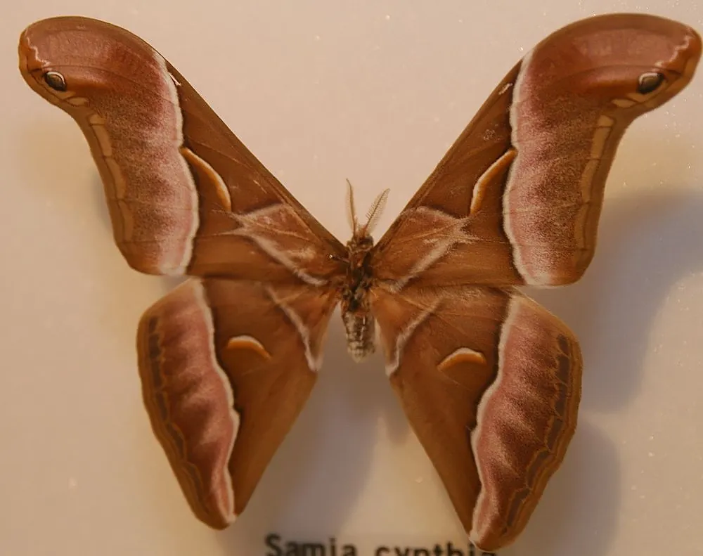 Butterfly World