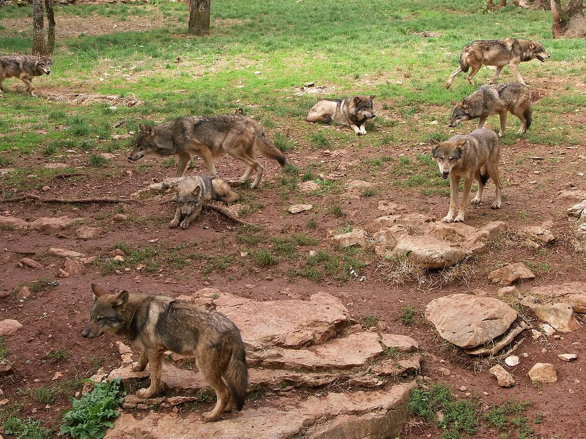 Parc animalier de Gramat