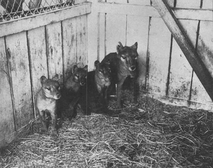 Hobart Zoo