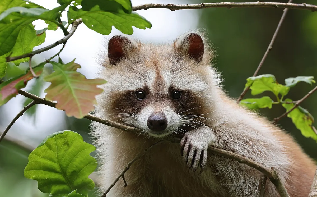 Domaine zoologique de Pescheray