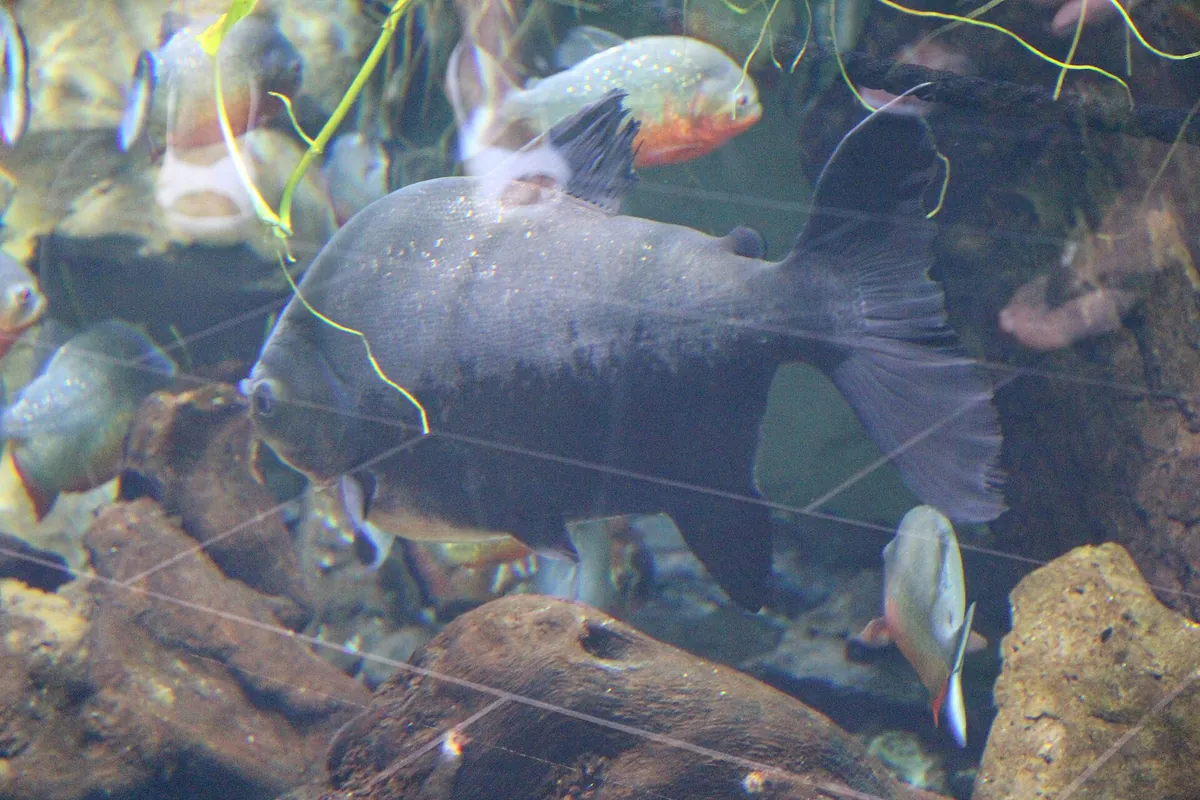Cala Gonone aquarium