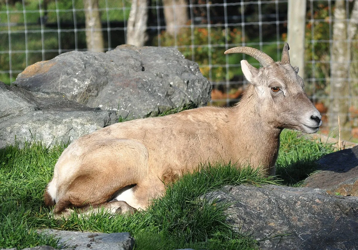 Greater Vancouver Zoo