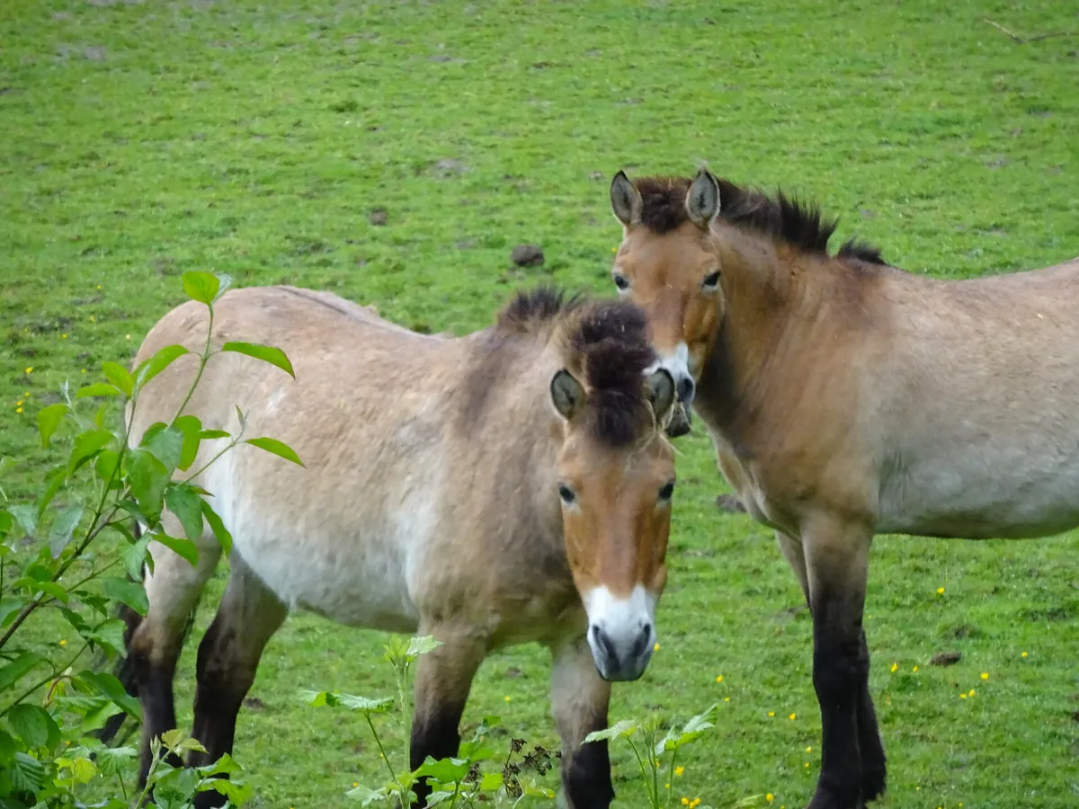 Tiergarten Kleve
