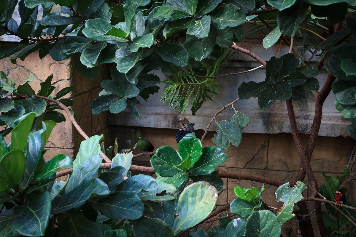 Bird Kingdom