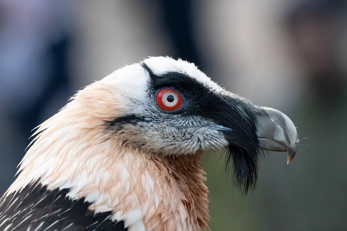 Natur- und Tierpark Goldau