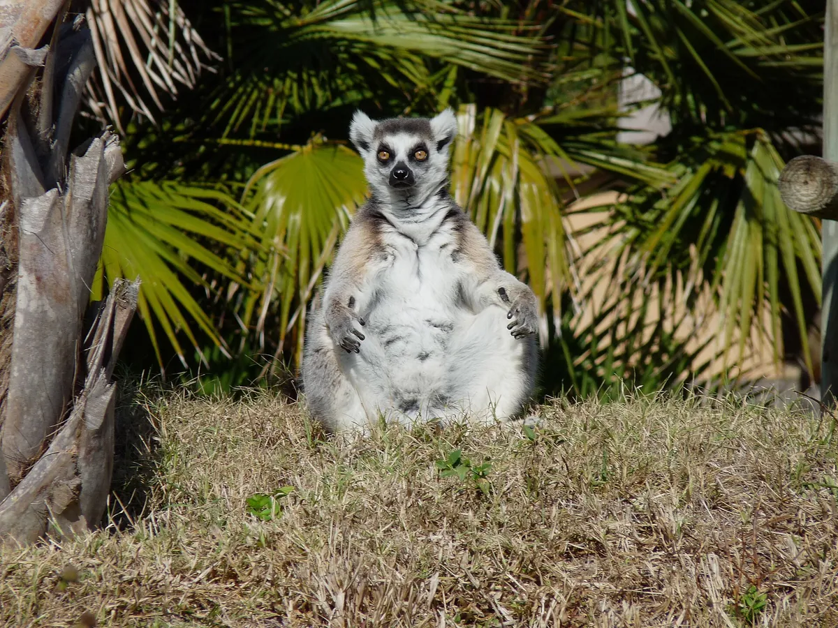 Naples Zoo