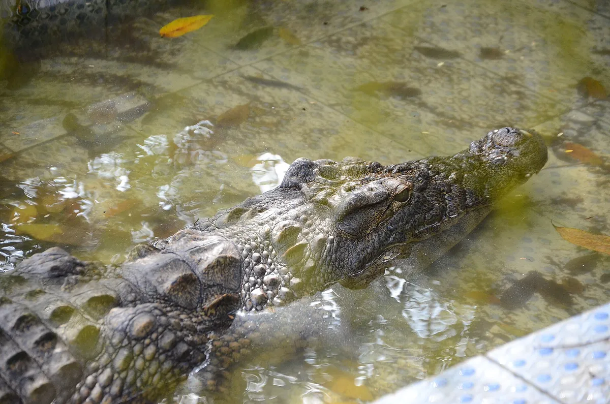 Ogba Zoo & Nature Park