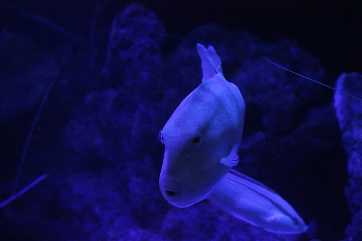 Aquarium of Western Australia