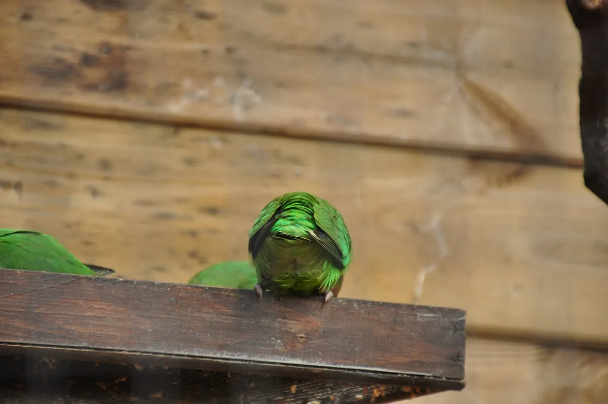 Shaldon Zoo