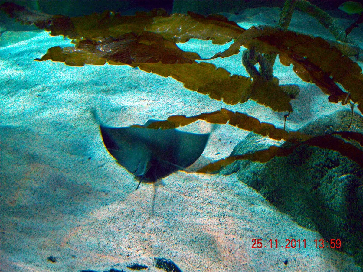 Istanbul Aquarium