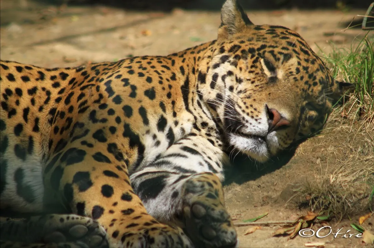 Parc zoologique de Plaisance du Touch