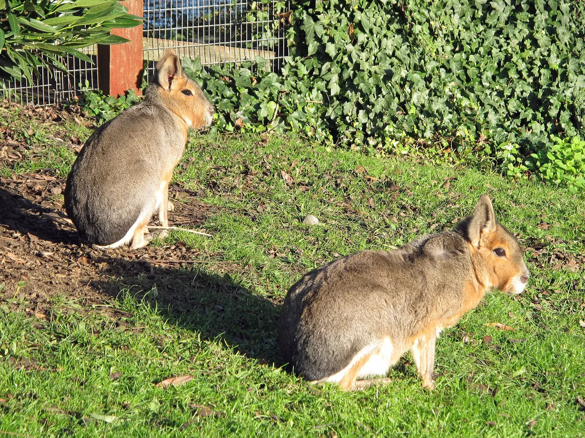 Battersea Park Children's Zoo