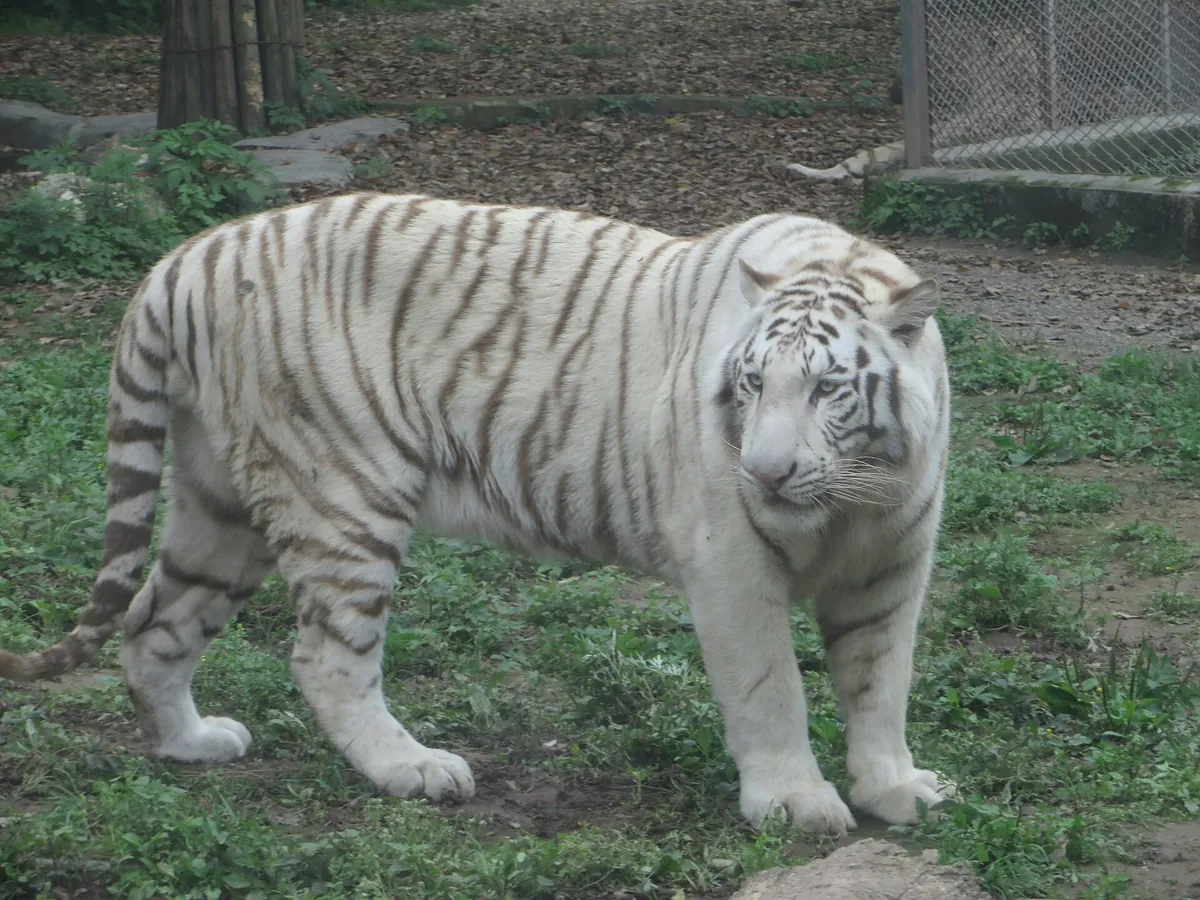 Chongqing Zoo