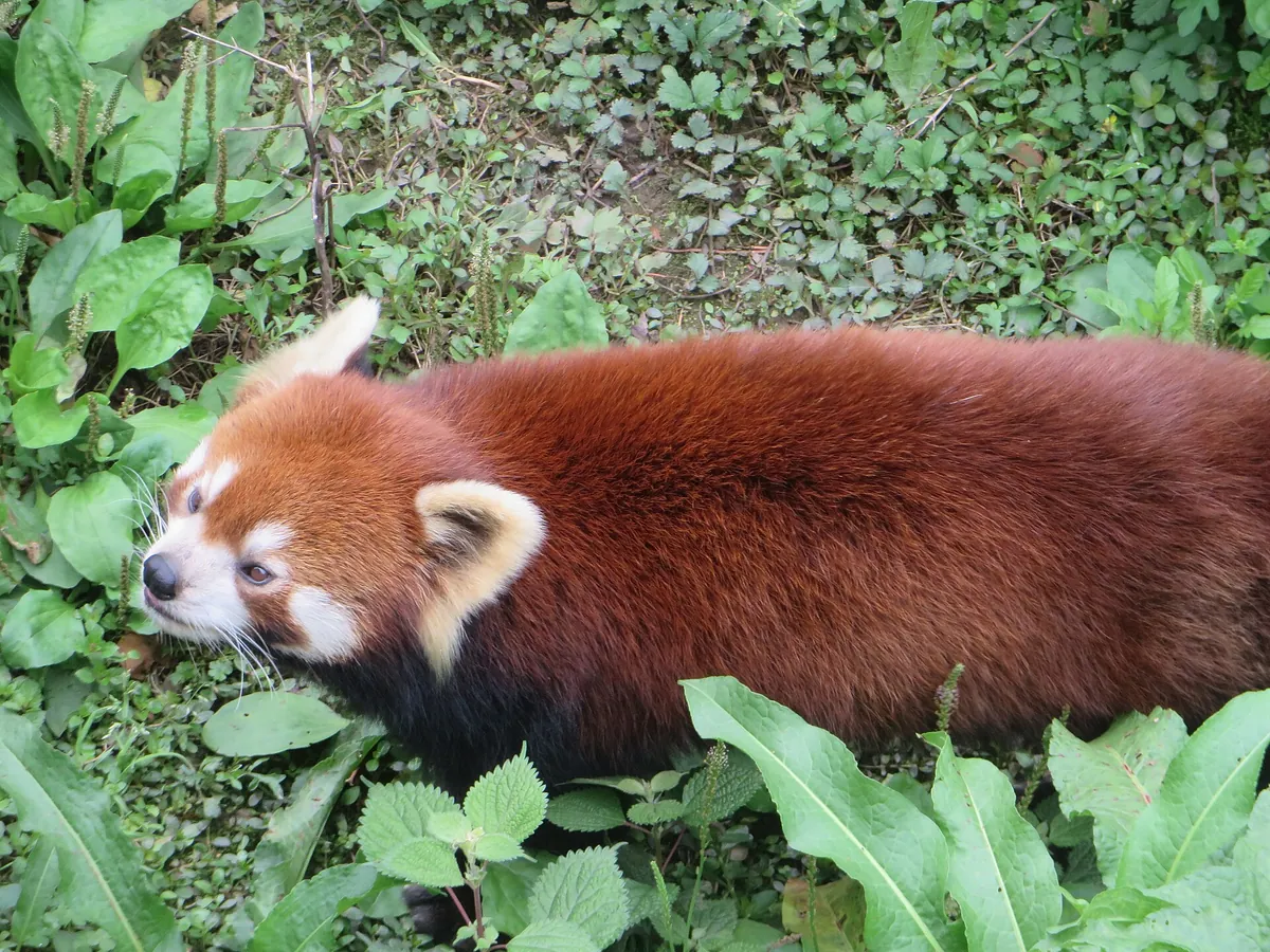 Chongqing Zoo