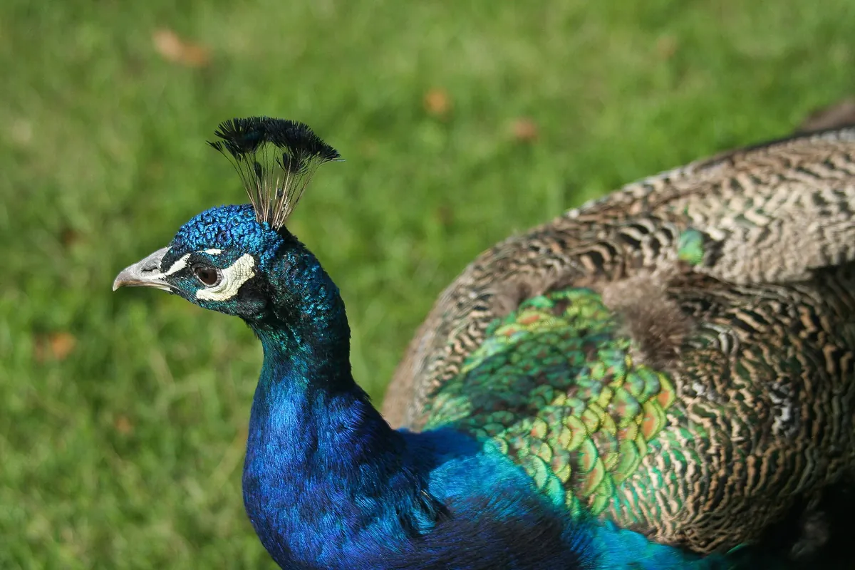 Lake Superior Zoo