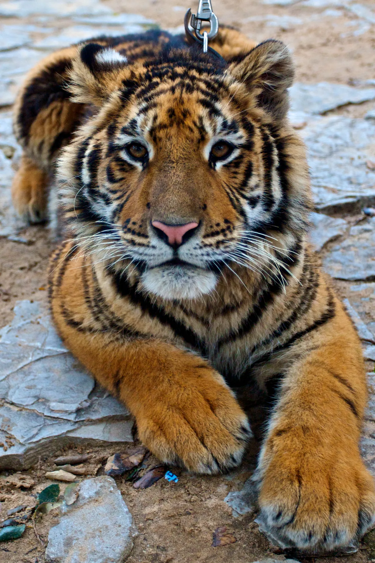 Castellar Zoo
