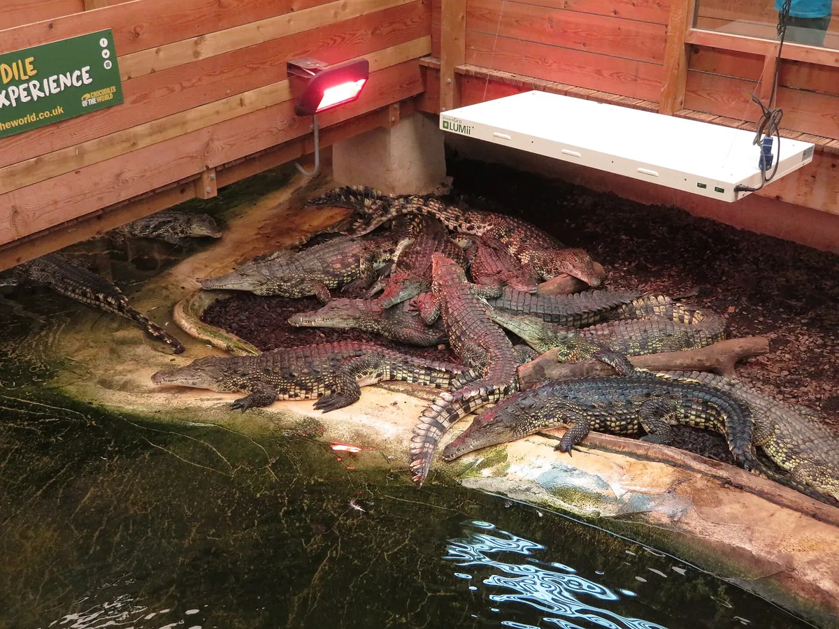 Crocodiles Of The World