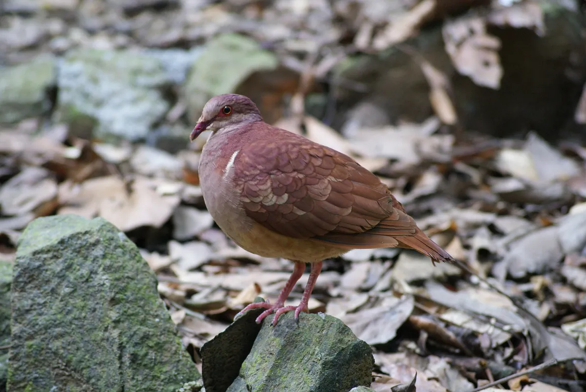 Guadeloupe zoo