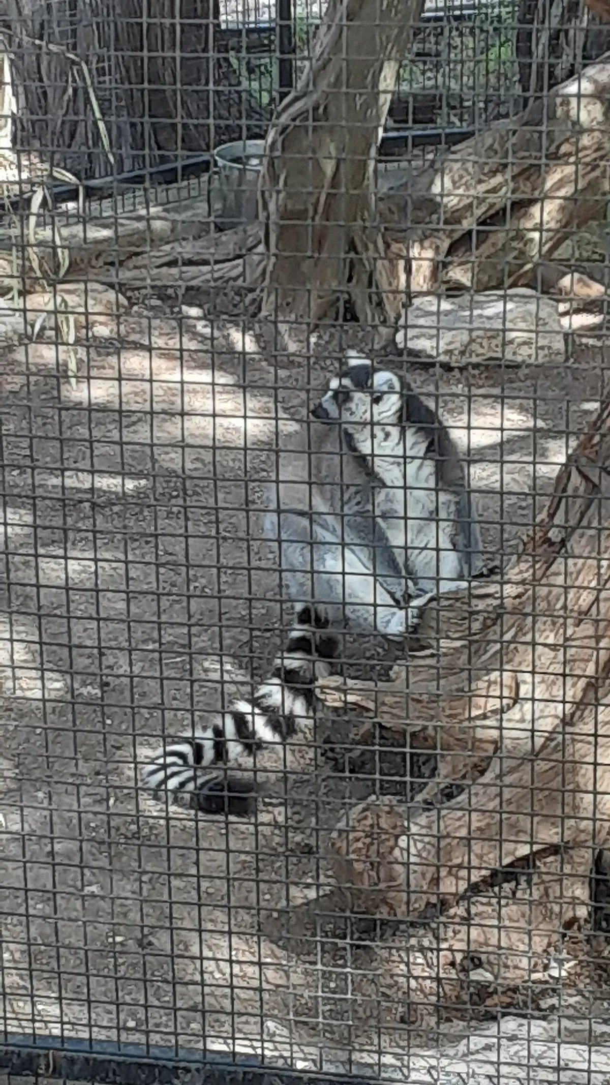 Austin Zoo