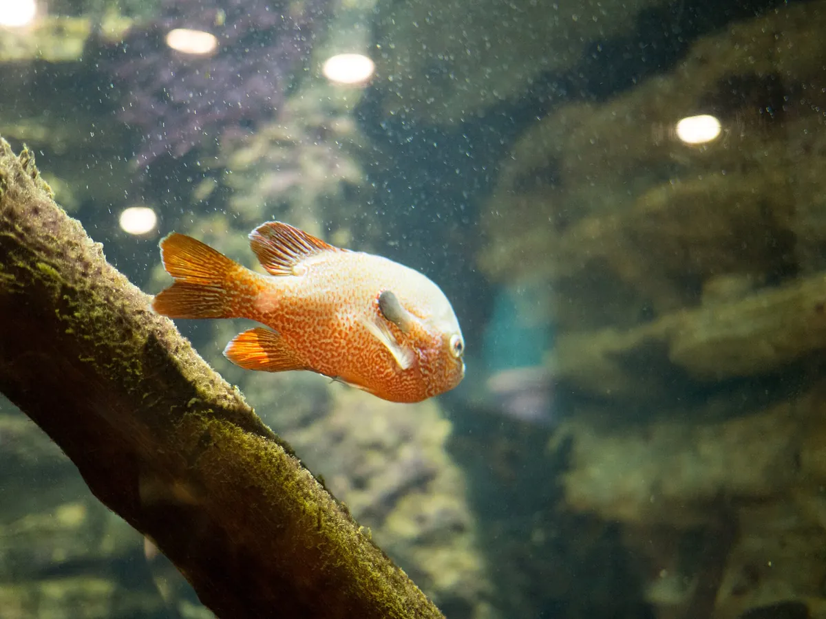 Newport Aquarium