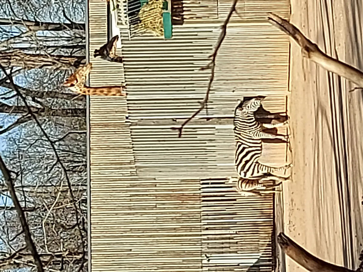 Zoo Dresden