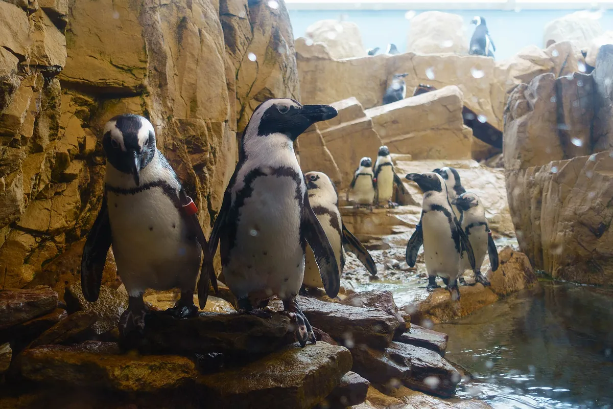 Aquarium of the Americas