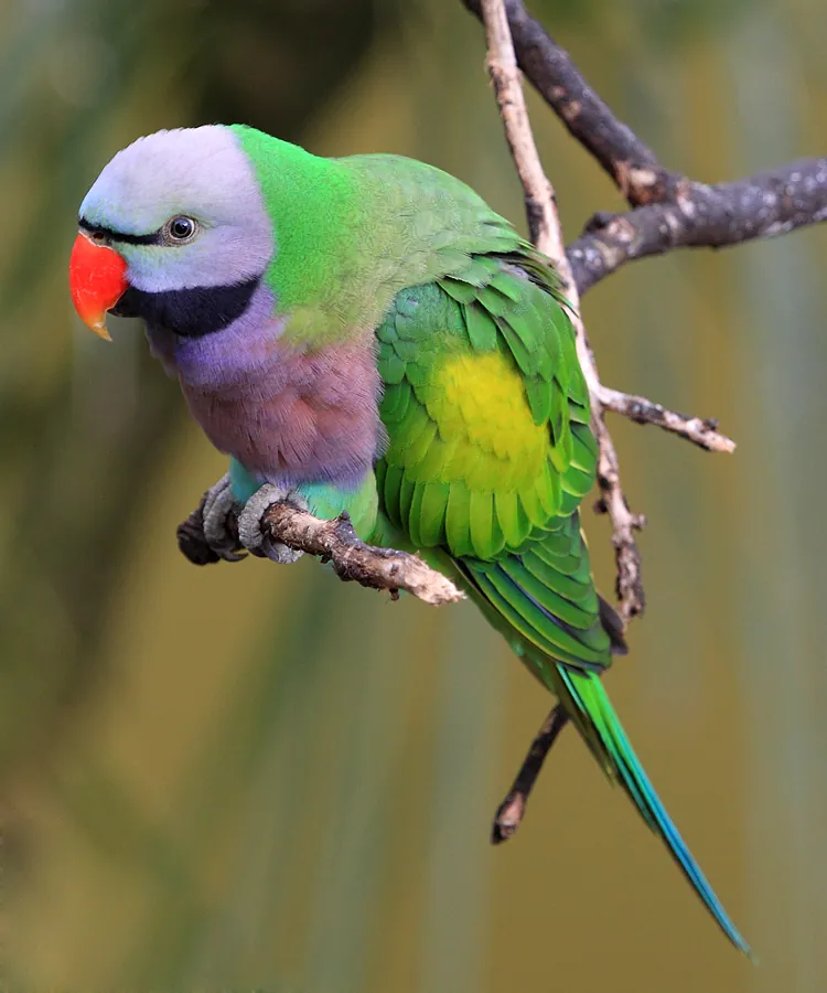 Brooklands Zoo