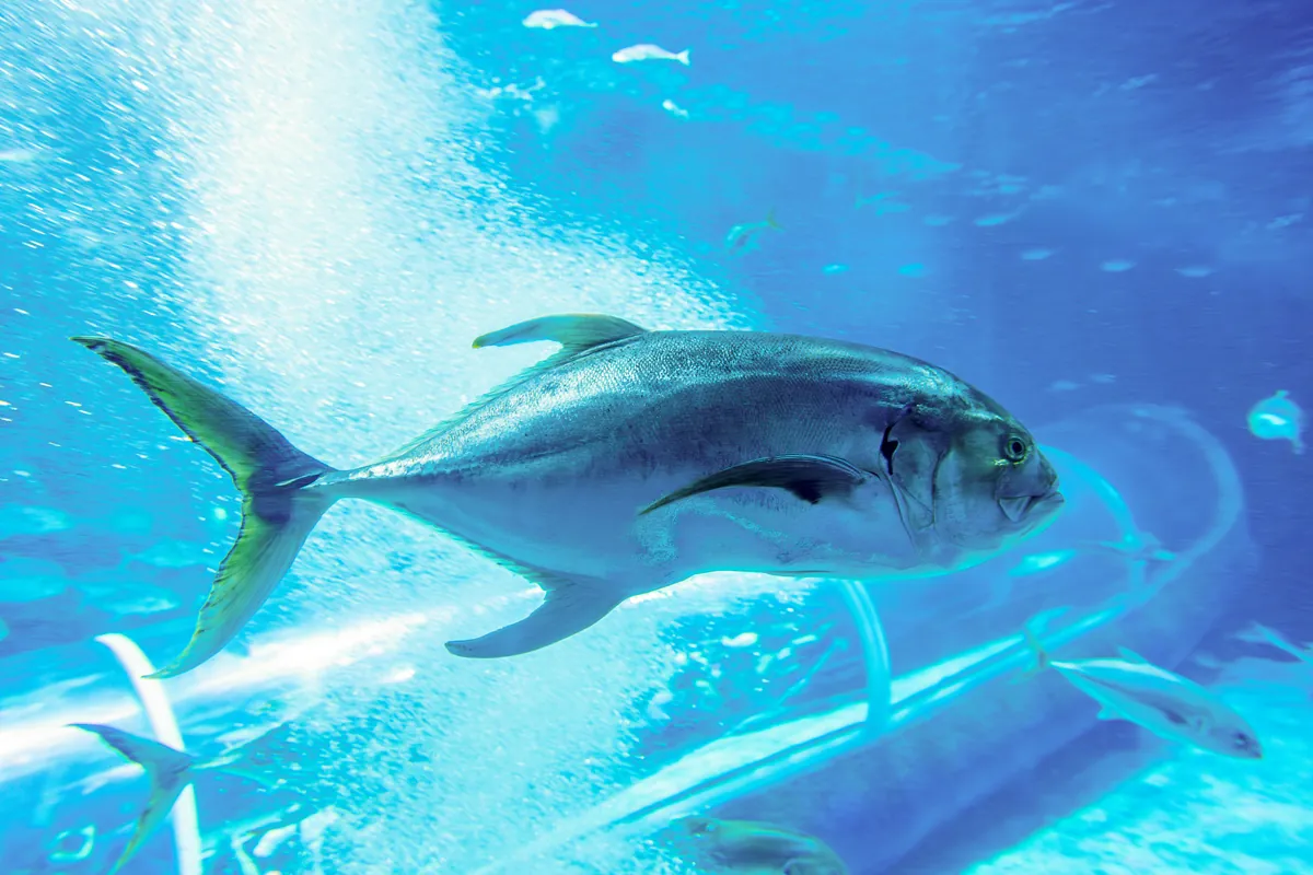 AquaRio