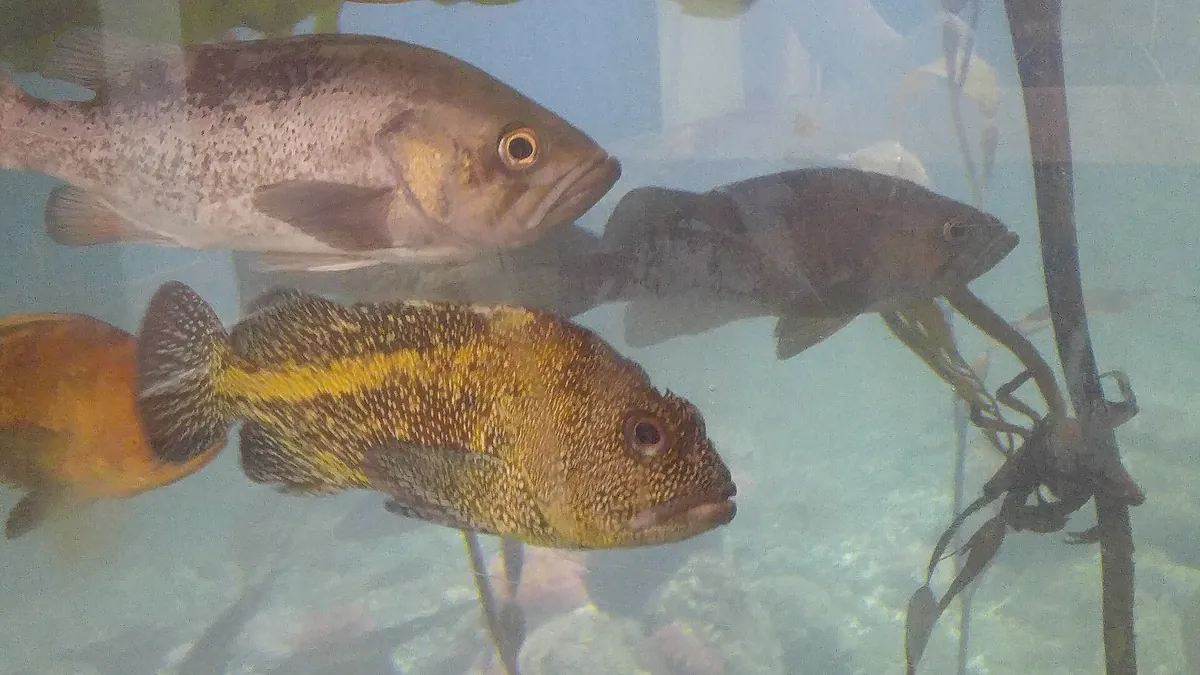 Ucluelet Aquarium