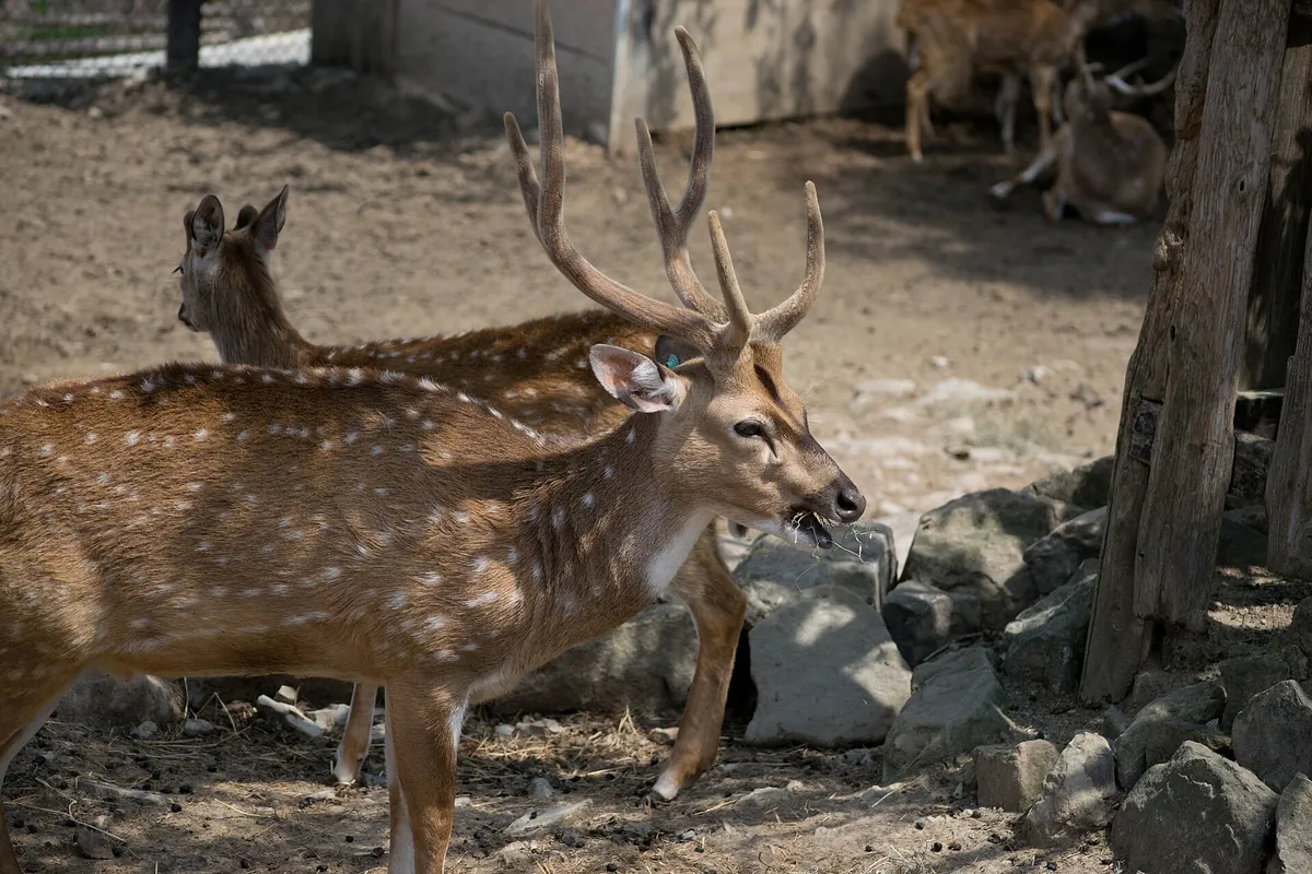 Gunma Safari Park