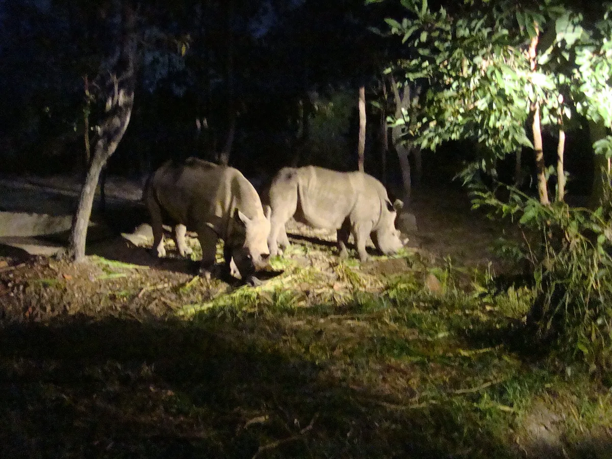 Chiang Mai Night Safari