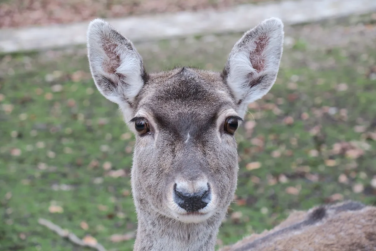 Tierpark Lange Erlen