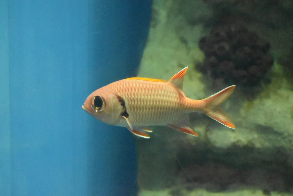 Greater Cleveland Aquarium