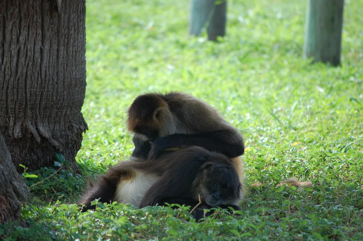 Naples Zoo