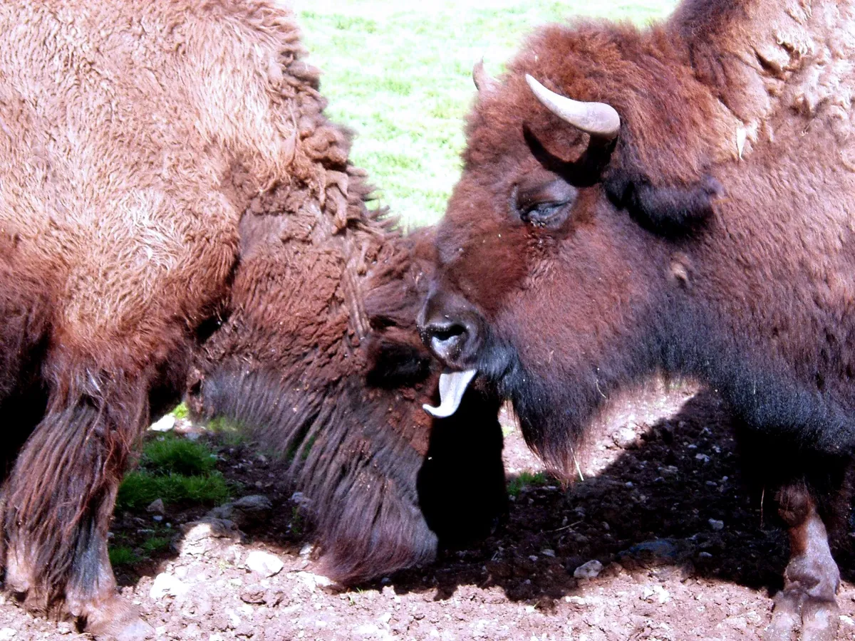 Parc animalier de Gramat