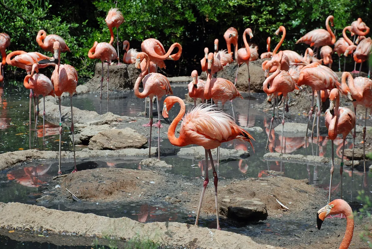 Bermuda Aquarium, Museum and Zoo
