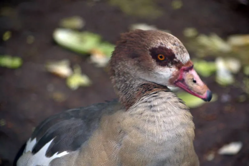 Parque Real De Aves Exoticas
