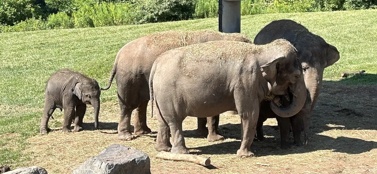 Rosamond Gifford Zoo at Burnet Park