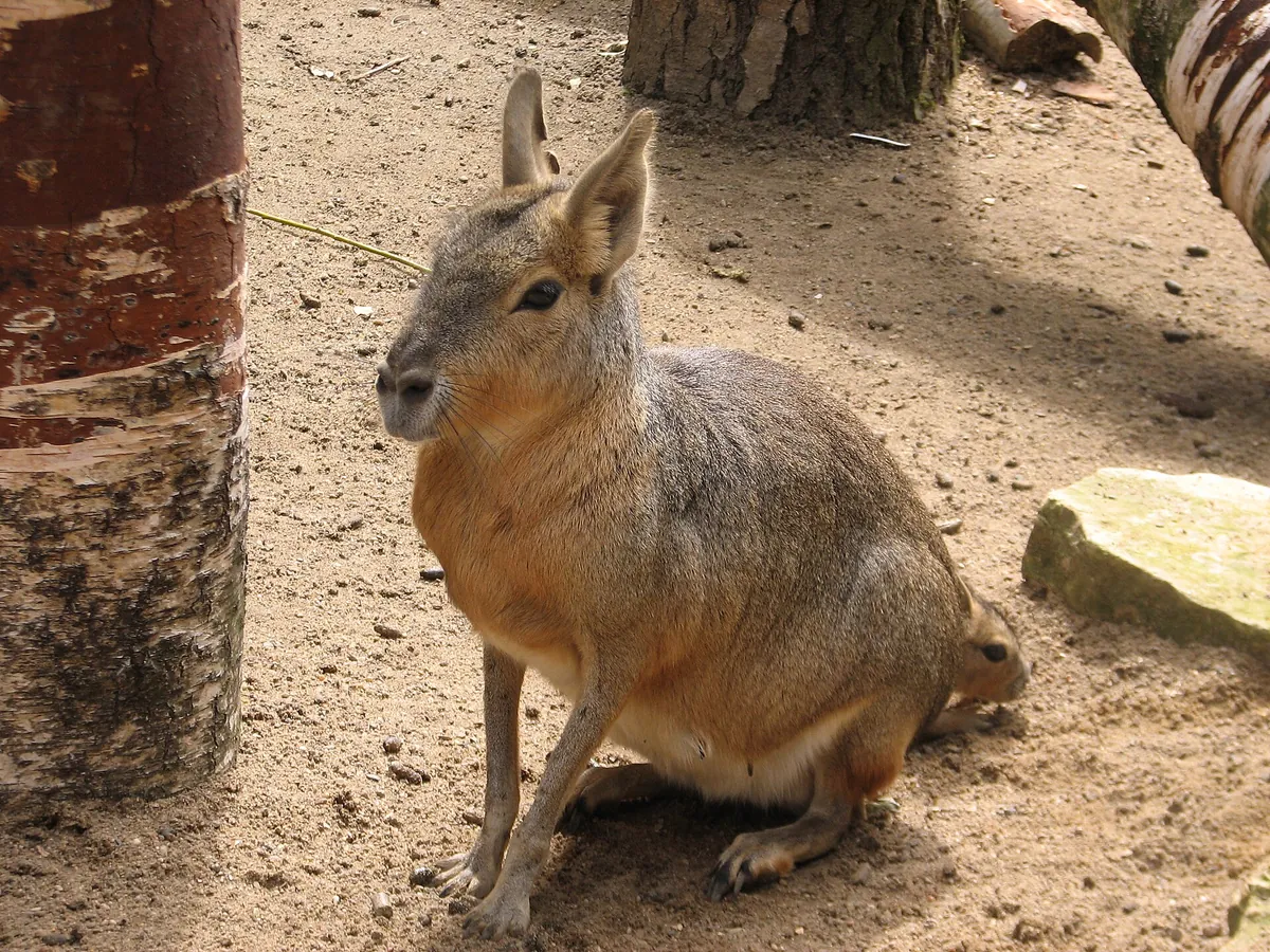 Tierpark Essehof