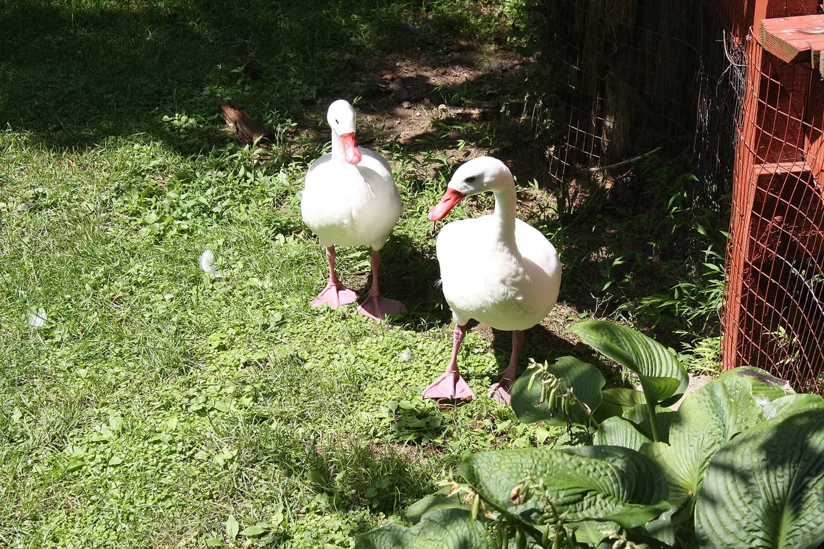Elmwood Park Zoo