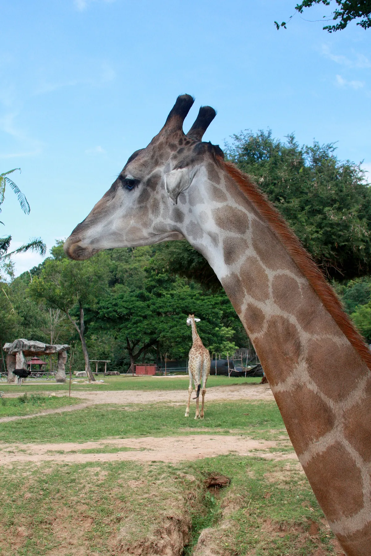 Khao Kheow Open Zoo