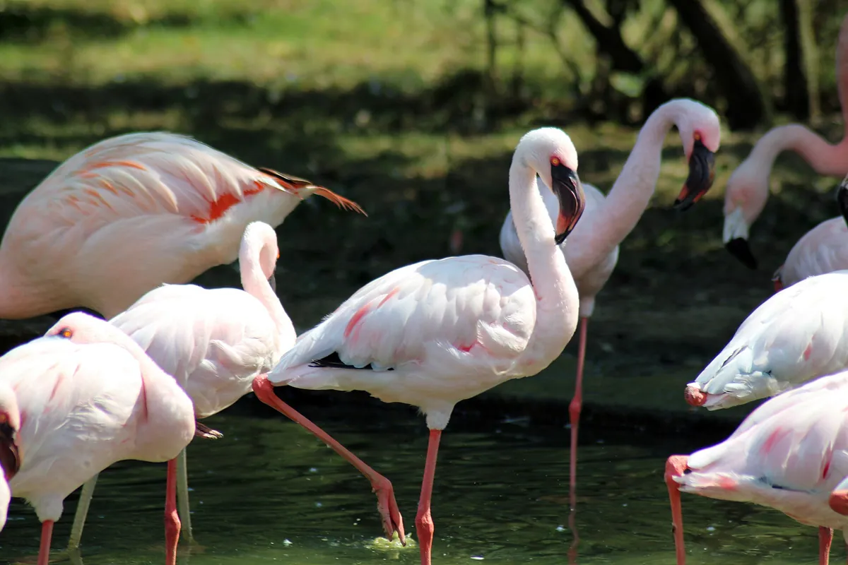 Labenne's zoo
